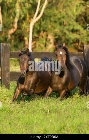 Zwei Paso-Fino-Stuten (Equus ferus caballus) galoppieren auf einem Feld, Rionegro, Antioquia, Kolumbien. August. Stockfoto