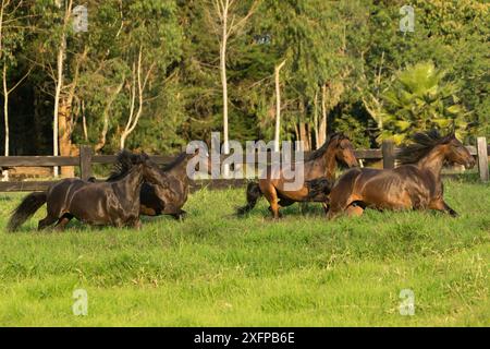 Vier Paso-Fino-Stuten (Equus ferus caballus) galoppieren auf einem Feld, Rionegro, Antioquia, Kolumbien. August. Stockfoto