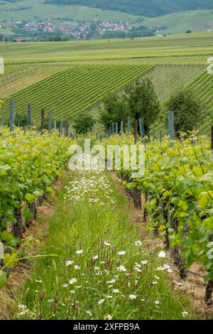 Weinberge im Frühjahr, Rebreihen, Margueriten (Leucanthemum), Südpfalz, Pfalz, Rheinland-Pfalz, Deutschland Stockfoto