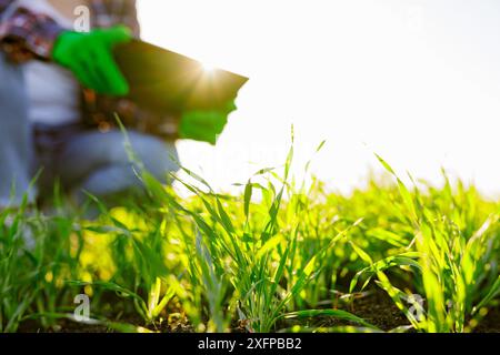 Eine Agronomin mit einem digitalen Tablet in der Hand überprüft junge Triebe auf dem Feld. Agrarkonzept. Stockfoto