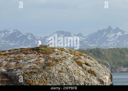 Möwe (Larus canus), die auf einem großen Felsen in einem See wächst, Lofoten, Norwegen, Skandinavien Stockfoto