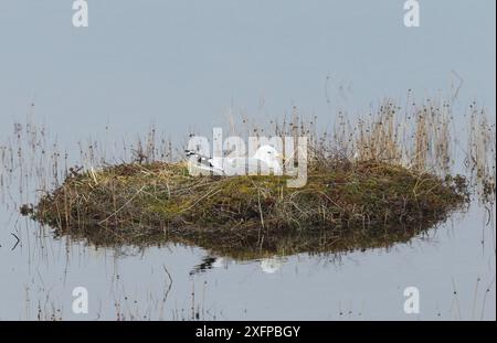 Möwen (Larus canus), die auf einer kleinen Insel in einem See leben, Lappland, Nordnorwegen, Norwegen, Skandinavien Stockfoto