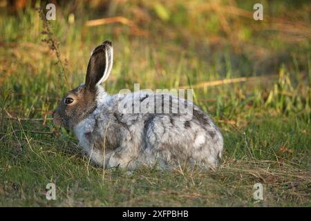 Berghase (Lepus timidus) wechselt von weißem Winterfell zu braunem Sommerfell, Tundra, Lappland, Nordnorwegen, Norwegen, Skandinavien Stockfoto