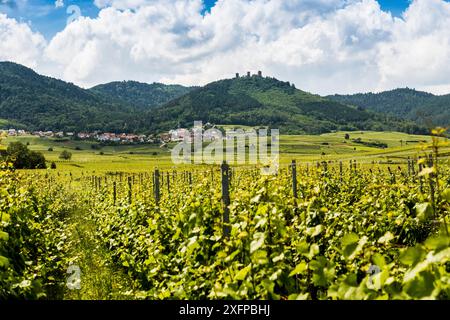 Dorf in den Weinbergen und Burgruinen, Les Trois Chateaux d'Eguisheim, Husseren-les-Chateaux, Oberrhein, Elsass, Elsass, Frankreich Stockfoto