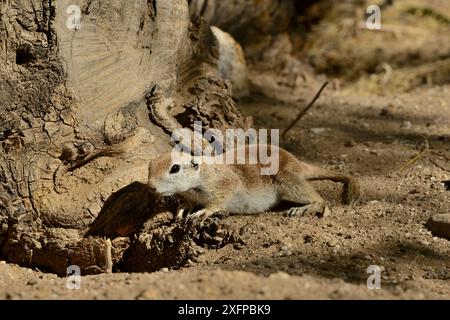 Rundschwanzhörnchen (Spermophilus tereticaudus) Catalina State Park, Arizona, USA, Juni. Stockfoto