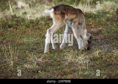 Rentier (Rangifer tarandus) ein paar Wochen altes Jungtier in der Tundra, Lappland, Nordnorwegen, Norwegen, Skandinavien Stockfoto