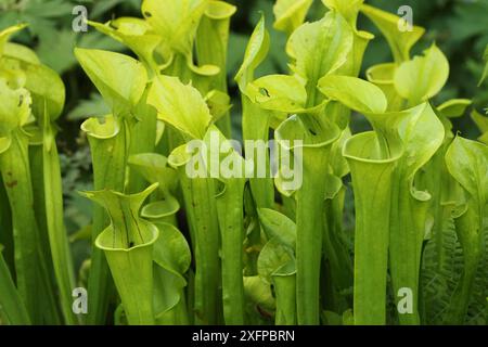 Gelbe Krautpflanze (Sarracenia flava) fleischfressende Pflanze, Vogelpark Walsrode, Niedersachsen, Deutschland Stockfoto