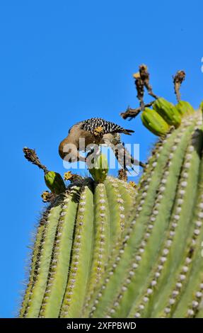 Gila Holzspecht (Melanerpes uropygialis) isst Saguaro-Früchte (Carnegiea gigantea) Arizona, USA, Juni. Stockfoto