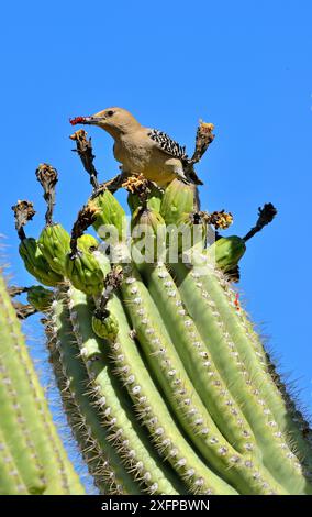 Gila Holzspecht (Melanerpes uropygialis) isst Saguaro-Früchte (Carnegiea gigantea) Arizona, USA, Juni. Stockfoto