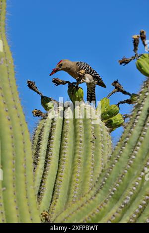 Gila Holzspecht (Melanerpes uropygialis) isst Saguaro-Früchte (Carnegiea gigantea) Arizona, USA, Juni. Stockfoto