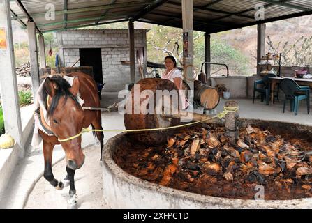 Mitla, Oaxaca, Mexiko, Zentralamerika, Eine Frau steht neben einem Pferd, das in einer traditionellen Tequilabühle arbeitet Stockfoto