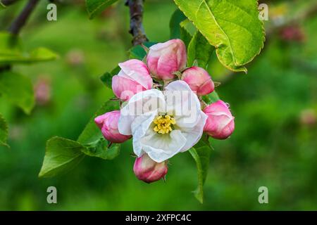 Apfelblüte (Malus domestica) „Egremont Russet“ in Orchard, Cheshire, Großbritannien, Mai Stockfoto