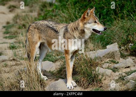 Der Tundra Wolf (Canis Lupus albus) kommt in eurasischen Tundren von Finnland bis Kamtschatka, Russland, vor. Stockfoto