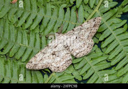 Große Eiche Schönheitsmotte (Hypomecis roboraria) auf Bracken, Wiltshire, England, Großbritannien, Juni. Stockfoto