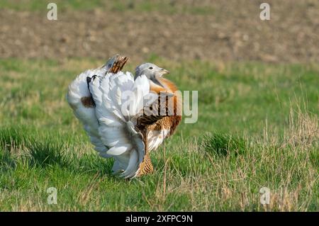 Großtrappe (Otis tarda), männlich in lek, Salisbury Plain, Wiltshire, England, Großbritannien, März. Stockfoto