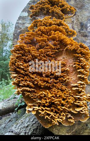Behaarte Gardinenkruste (Stereum hirsutum) Wiltshire, England, Großbritannien, Oktober. Stockfoto