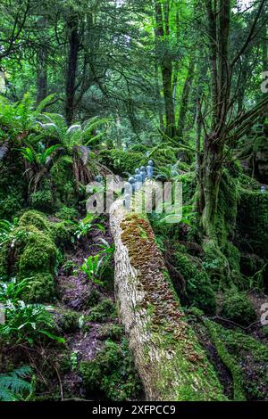 Puzzlewood, Coleford, Forest of Dean, Gloucestershire. Stockfoto