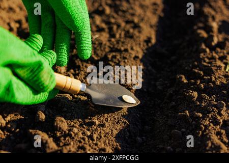 Landwirt pflanzt Samen in Reihen in den Boden, erfolgreiches Agrargeschäft, Kürbissamen, erfolgreiche Ernte Stockfoto