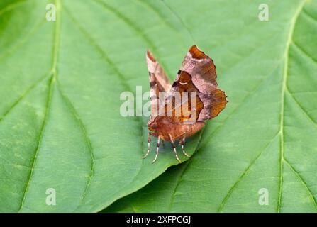 Purpurdornmotte (Selenia tetralunaria) Dorset, England, Großbritannien, Juli. Stockfoto