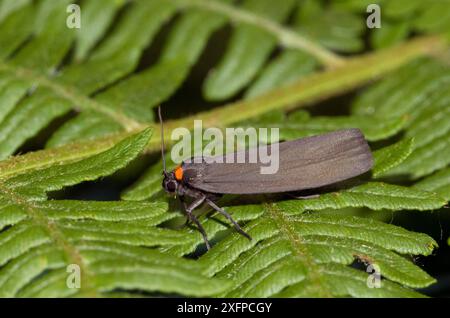 Rothalsfußmotte (Atolmis rubricollis) Wiltshire, England, Großbritannien, Juli. Stockfoto