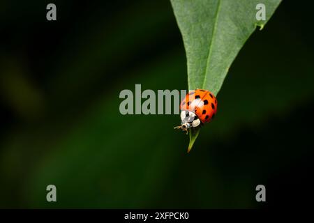 Asiatische Marienkäfer auf einem Blatt in einem Garten im Hinterhof in Kanada Stockfoto