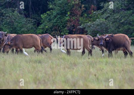 Rotbüffel oder Waldbüffel (Syncerus nanus) in einer Lichtung, Loango Nationalpark, Parc National de Loango, Ogooue-Maritime Provinz, Gabun Stockfoto