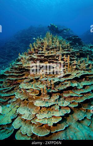 Gesunde Steinkorallen Hartkorallen Korallen Korallen (Acropora) Riffbildung Korallen Korallenblock im intakten Korallenriff im Pazifik, Yap Island, Yap State Stockfoto