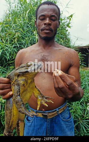 Mann mit Goliath-Frosch (Conraua goliath) und Bananenfrosch (Afrixalus sp) Sanaga, Kamerun. Gejagt für Buschfleisch/Essen Stockfoto