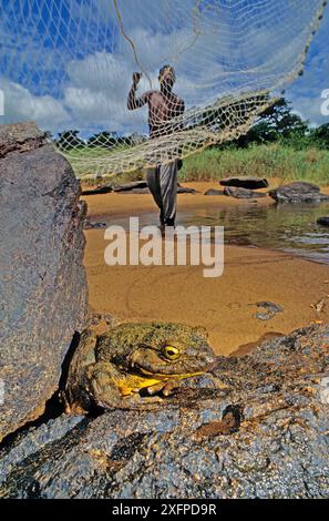 Ein Mann, der ein Netz wirft, um den Goliath-Frosch (Conraua goliath) in Sanaga, Kamerun zu fangen. Gejagt für Buschfleisch/Essen. Stockfoto