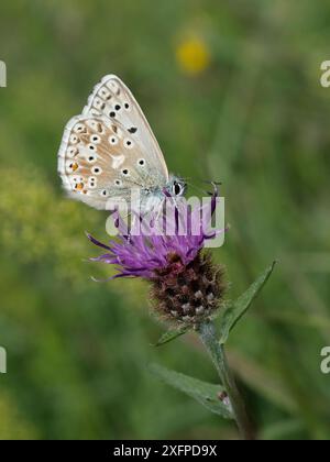 Chalkhill-blauer Schmetterling (Polyommatus coridon), männlich, füttert an der Blüte des Knapweed (Centaurea nigra), Hertfordshire, England, UK August Stockfoto