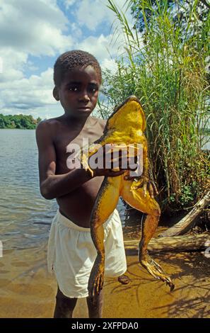 Junge holding Goliath Frosch (Conraua goliath) Sanaga, Kamerun. Nach Buschfleisch/Essen gejagt Stockfoto