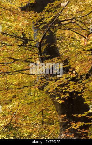Europäischer Buchenstamm (Fagus sylvatica) mit Herbstlaub, Burnham Beeches, Buckinghamshire, England, Vereinigtes Königreich, Oktober Stockfoto