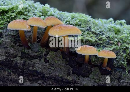 Samt / Winterschenkelpilz (Flammulina velutipes) gefroren in Hartfrost, Bedfordshire, England, Großbritannien, Februar. Stapelbild Fokussieren Stockfoto