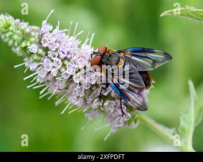 Tachnidenfliege (Phasia hemiptera) männlich, das Weibchen legt seine Eier direkt auf Forest Bugs und Green Shield Bugs, wo die Larven als Parasiten leben, Hertfordshire, England, August Stockfoto