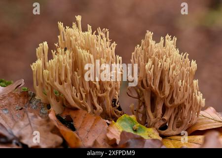 Korallenpilze (Ramaria stricta) wachsen aus totem Holz unter Buchenstreu auf, Buckinghamshire, England, Großbritannien, Oktober. Stapelbild Fokussieren Stockfoto