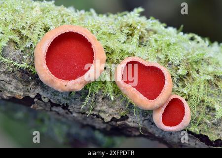 Rote Elfenbecherpilze (Sarcoscypha coccinea) Gruppe von drei mit Frost, Bedfordshire, England, Großbritannien, Januar. Stapelbild Fokussieren Stockfoto