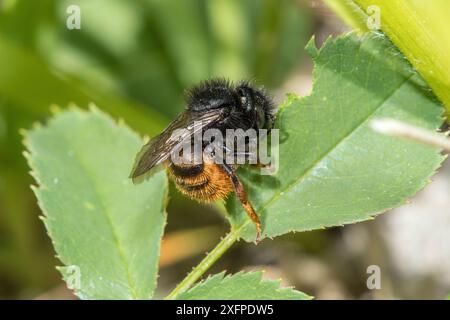 Zweifarbige maurerbiene (Osmia bicolor) sammelt Blattkitt, um das Nest in der alten Schneckenschale zu versiegeln, Bedfordshire, England, Großbritannien, Juni Stockfoto