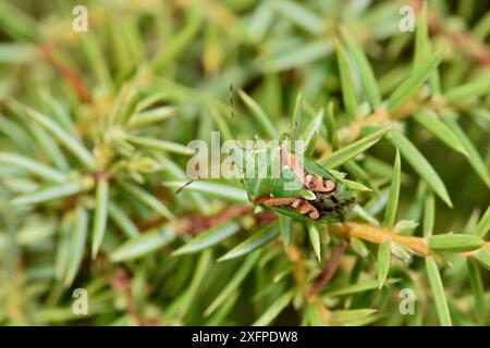 Wacholderschildbug (Cyphostethus tristriatus) Buckinghamshire, England, Großbritannien, September Stockfoto