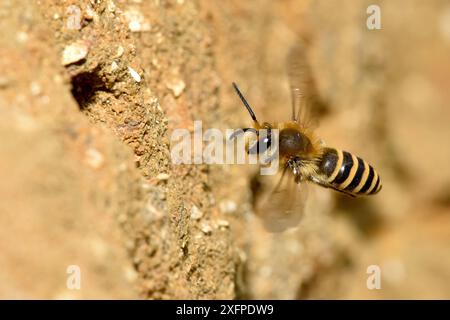 Ivy Bee (Colletes hederae) neue Art nach Großbritannien im Jahr 2001, im Flug bis zum Nisttunnel in Sandbank, Oxfordshire, England, UK, Oktober Stockfoto