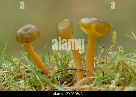 Jellybaby Pilz (Leotia öluca) ungenießbare Pilze, die Jellybabies ähneln, Buckinghamshire, England, Großbritannien, September. Stapelbild Fokussieren Stockfoto