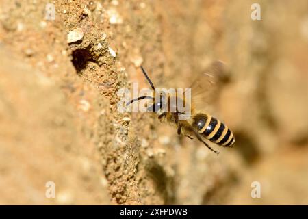 Ivy-Biene (Colletes hederae) im Flug zum Nesttunnel in Sandbank, Oxfordshire, England, Großbritannien, Oktober. Neue Arten im Vereinigten Königreich im Jahr 2001 Stockfoto