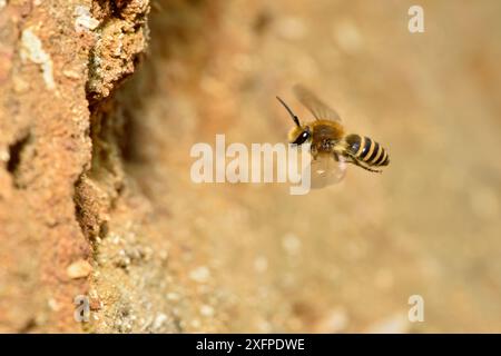 Ivy-Biene (Colletes hederae) ist 2001 eine neue Art im Vereinigten Königreich. Im Flug bis zum Nesttunnel in Sandbank, Oxfordshire, England, Großbritannien, Oktober Stockfoto