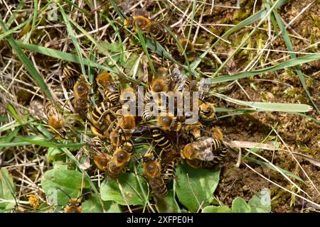 Ivy-Biene (Colletes hederae) ist 2001 eine neue Art im Vereinigten Königreich. Paarungsball mit vielen männlichen Bienen schwärmen um das Emerging Weibchen, Oxfordshire, England, Großbritannien, Oktober Stockfoto