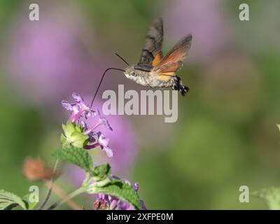 Kolibri-Habitat (Macroglossum stellatarum) in der Flugreisfütterung mit langen Proboscis auf Lantana-Blüte, Menorca, Spanien, Juli Stockfoto