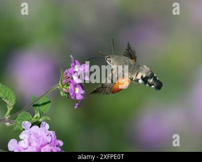 Kolibri-Habitat (Macroglossum stellatarum) in der Flugreisfütterung mit langen Proboscis auf Lantana-Blüte, Menorca, Spanien, Juli Stockfoto