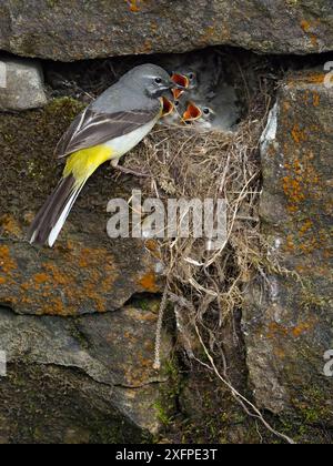 Graue Bachstelze (Motacilla cinerea) männlich am Nest, Junge fütternd, Upper Teesdale, Co Durham, England, Vereinigtes Königreich, Juni Stockfoto