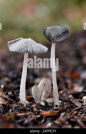 Hare'sfoot Inkcap (Coprinopsis lagopus) beginnend zu deliquesce, Buckinghamshire, England, Großbritannien, September. Stapelbild Fokussieren Stockfoto