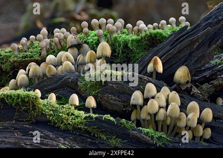 Glitzernder Tintenkappenpilz (Coprinellus micaceus) und Stumpffuchkugel (Lycoperdon pyriforme), die zusammen auf alten Baumstümpfen fruchten, Hertfordshire, England, Vereinigtes Königreich, Oktober Stockfoto