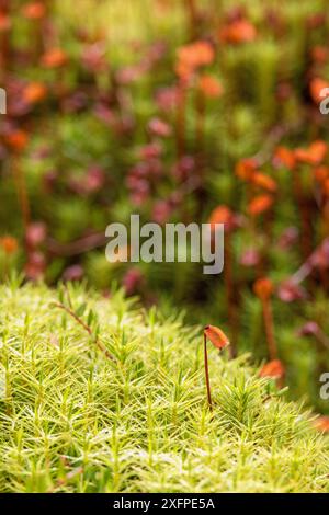 Grünes Haircap-Moos (Polytrichum commune) mit Kapseln Stockfoto
