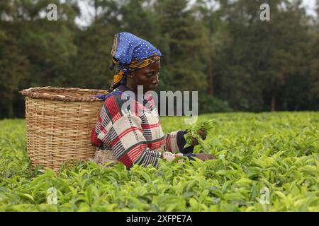 Frau pflückt Tee in der Nähe des Kakamega-Waldes; Teeplantage als Puffer zum Schutz des natürlichen Waldes in Kenia. Juli 2017. Stockfoto